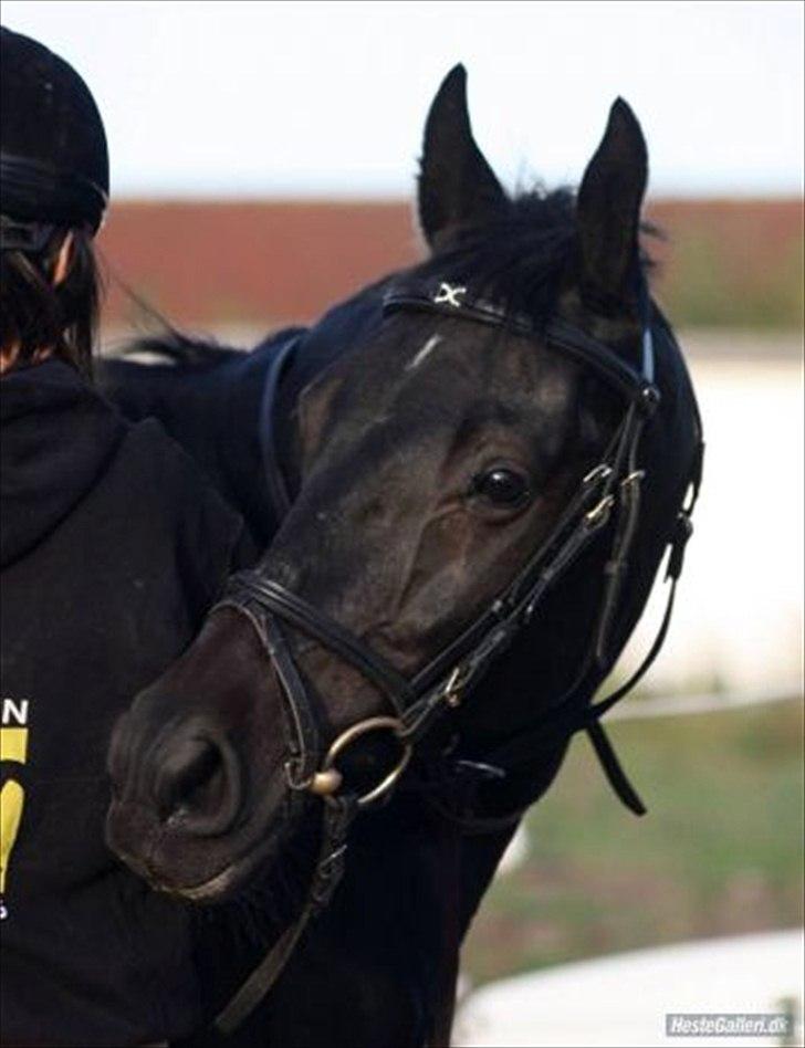 Anden særlig race mango "solgt" billede 6