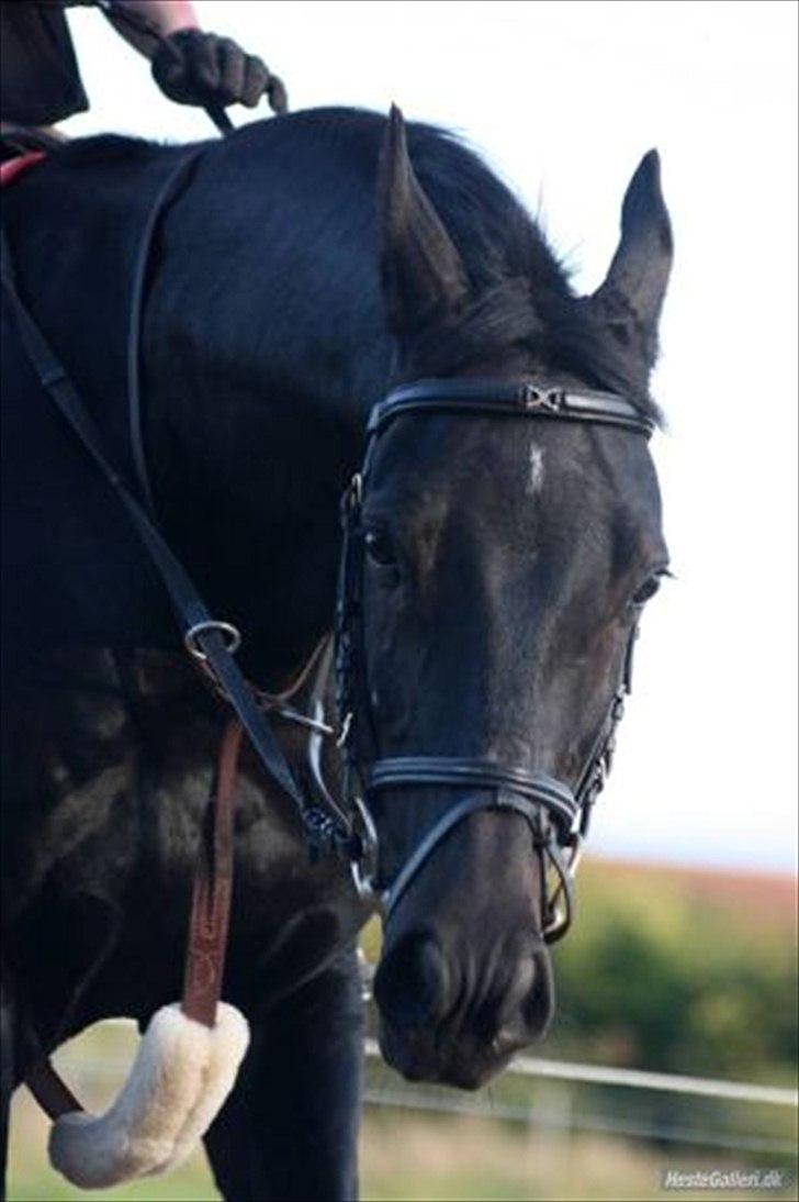 Anden særlig race mango "solgt" billede 4