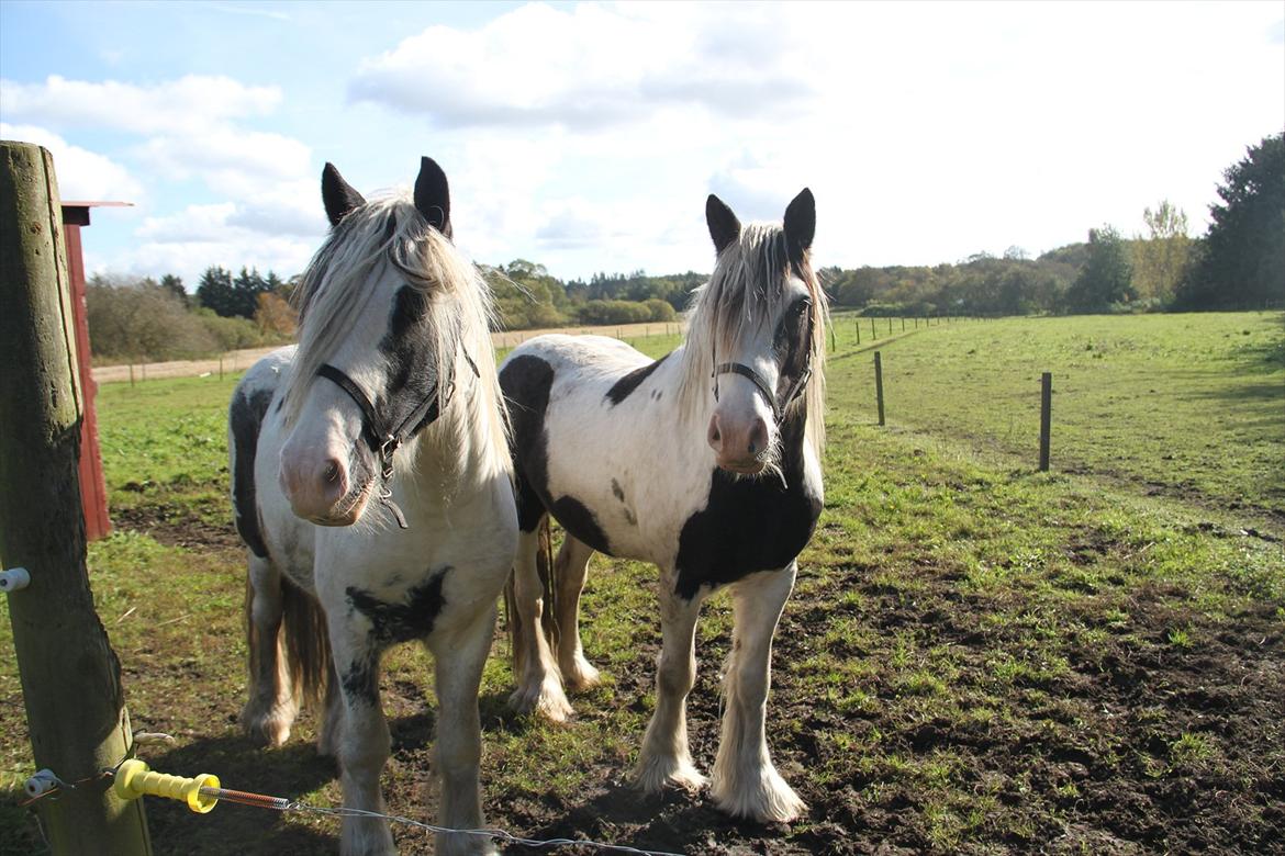 Tinker rafer o hair - mine to smukke drenge Rascal og Rafer o Hair billede 1