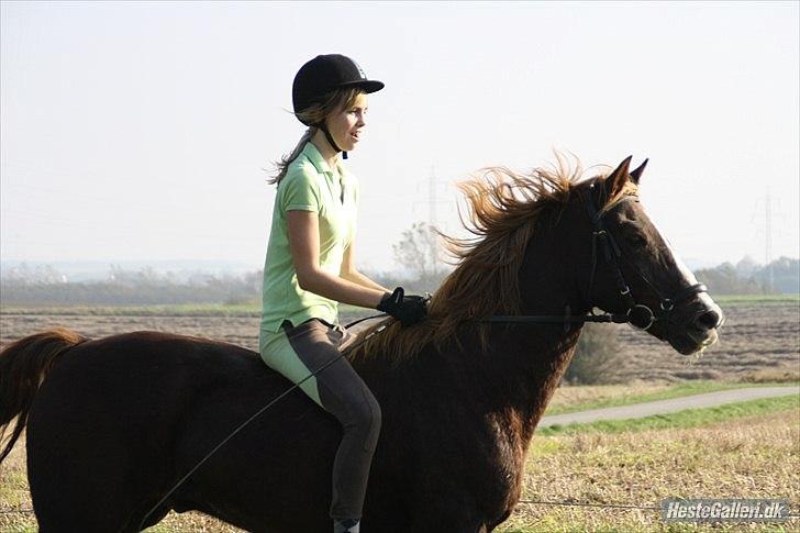 New Forest Sanchez | Morfar - Syntes det billede er fantastisk
foto: Solvang foto billede 5