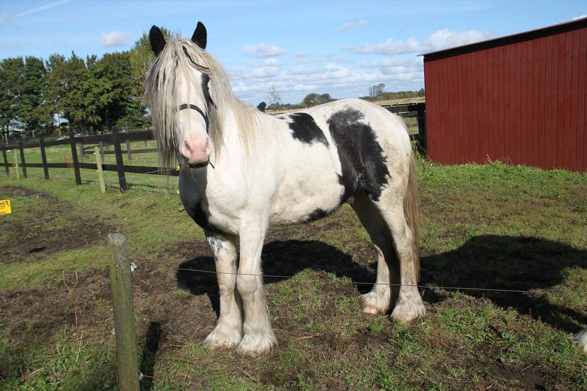 Tinker rafer o hair - rascal o Hair billede 4