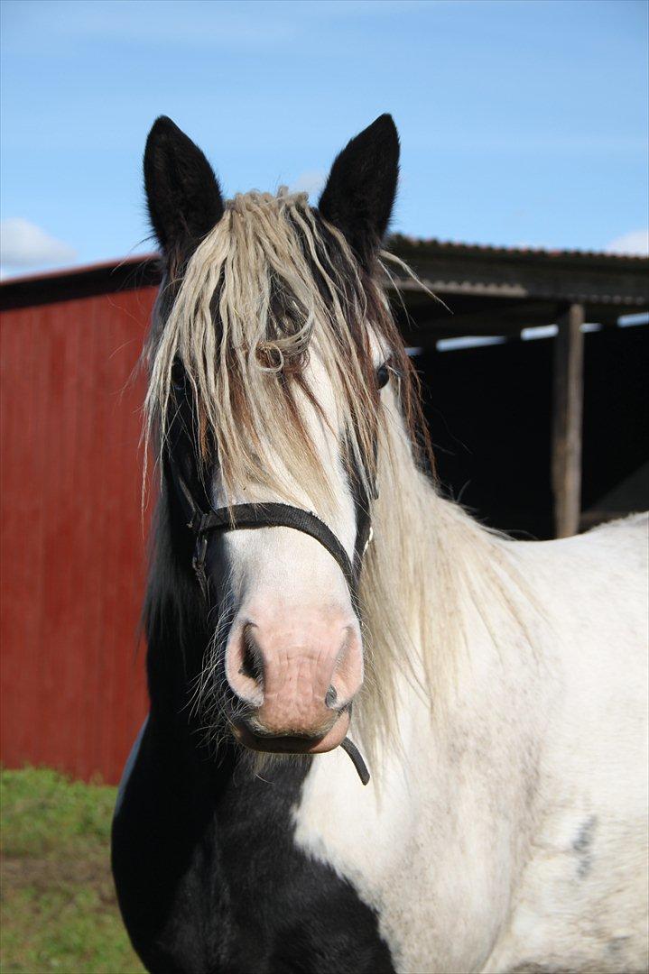 Tinker rafer o hair billede 8