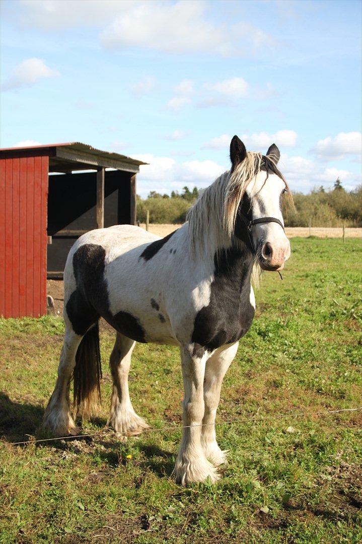 Tinker rafer o hair billede 17
