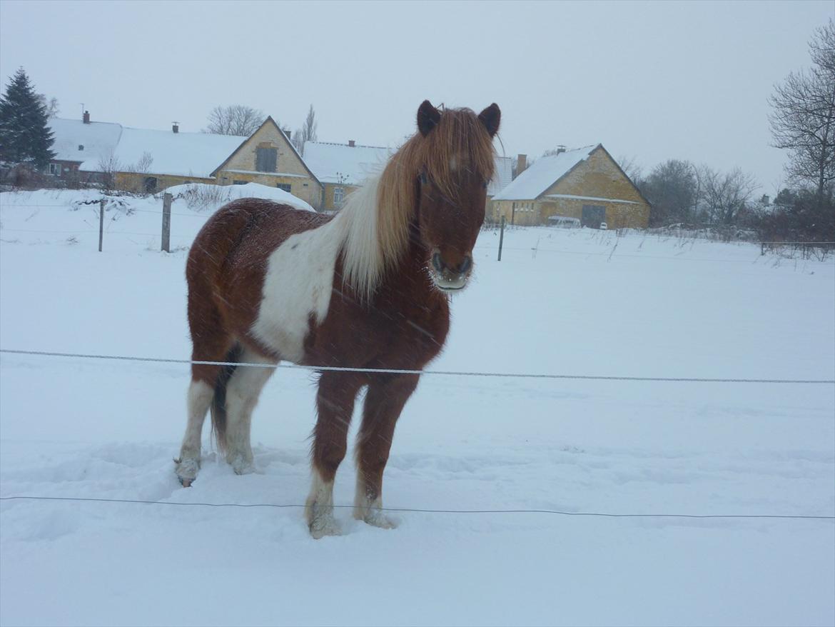 Islænder Logi fra Hårbølle solgt  billede 11