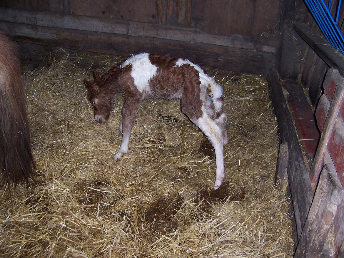 Islænder Logi fra Hårbølle solgt  billede 12