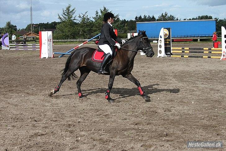 Welsh Cob (sec D) Holly billede 9