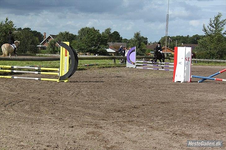 Welsh Cob (sec D) Holly billede 13