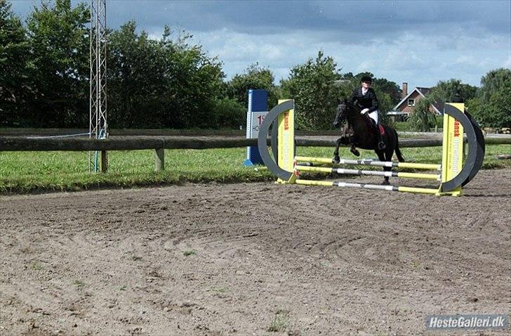 Welsh Cob (sec D) Holly billede 14