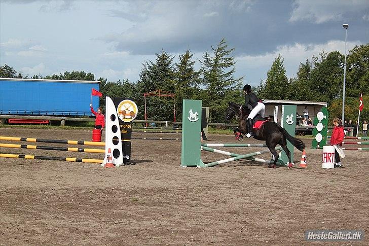 Welsh Cob (sec D) Holly billede 20