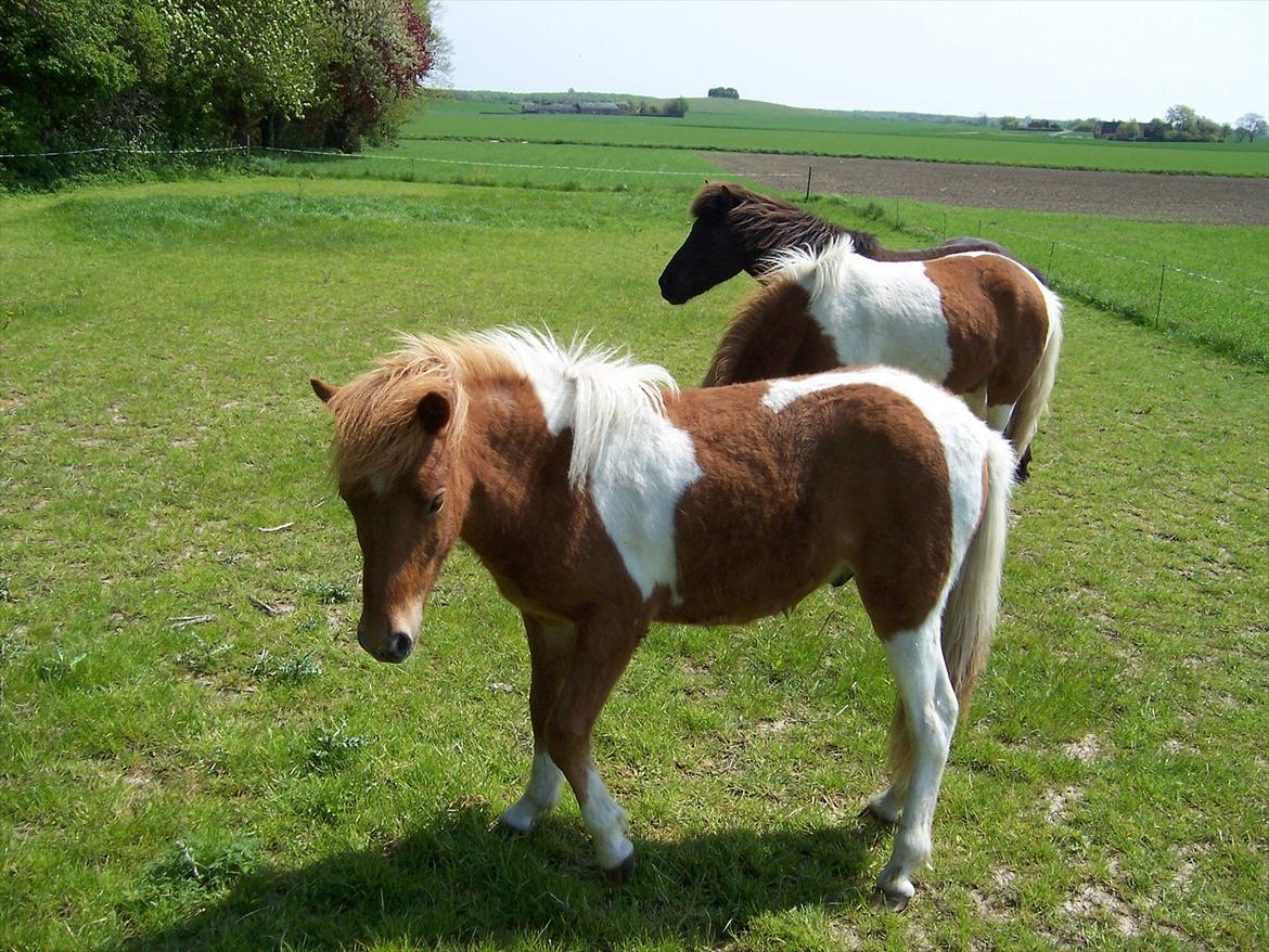 Islænder Logi fra Hårbølle solgt  billede 13