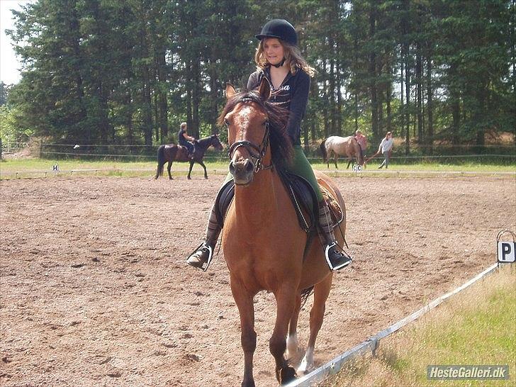 Anden særlig race Lucky<3 - dressur sommeren 2011 billede 1