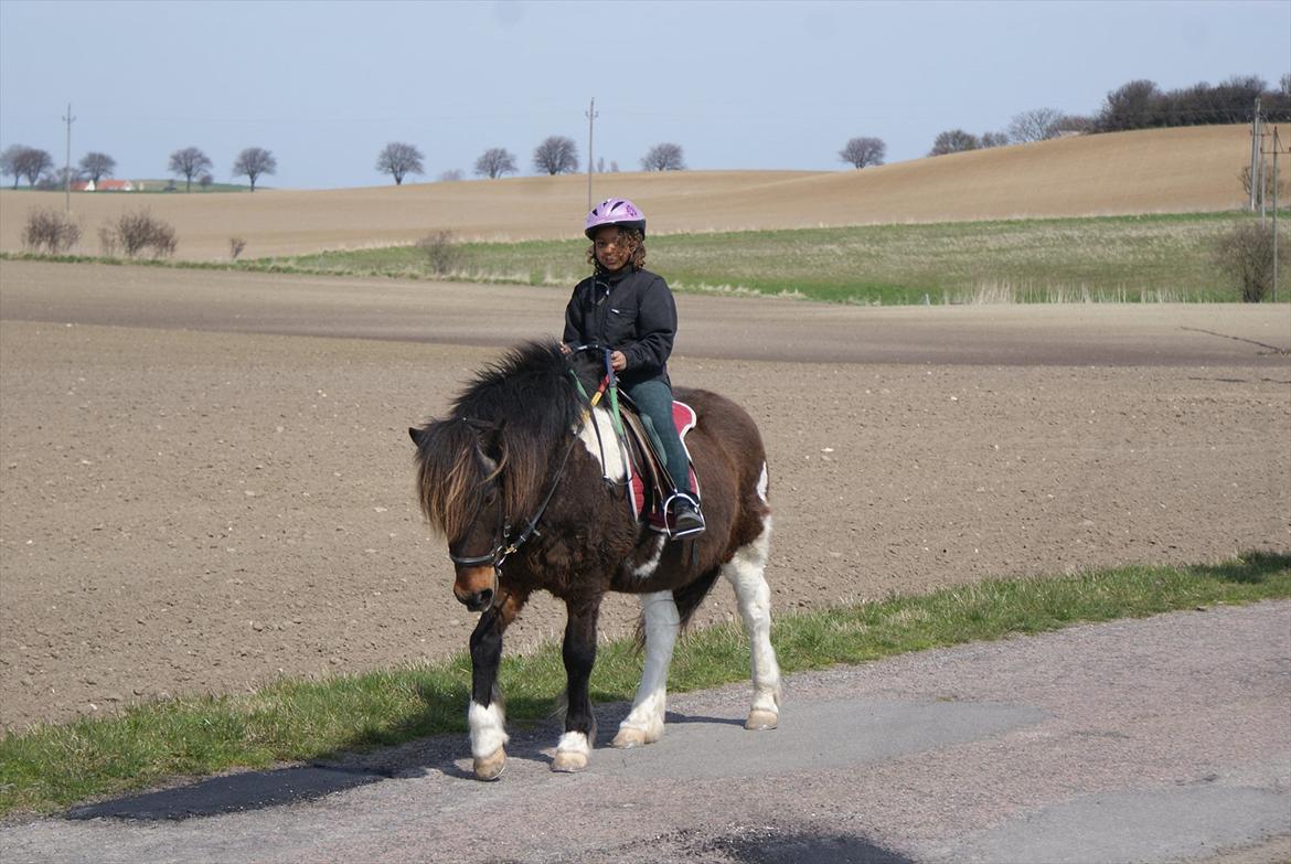 Islænder Lülli fra Krossi R.I.P  billede 19