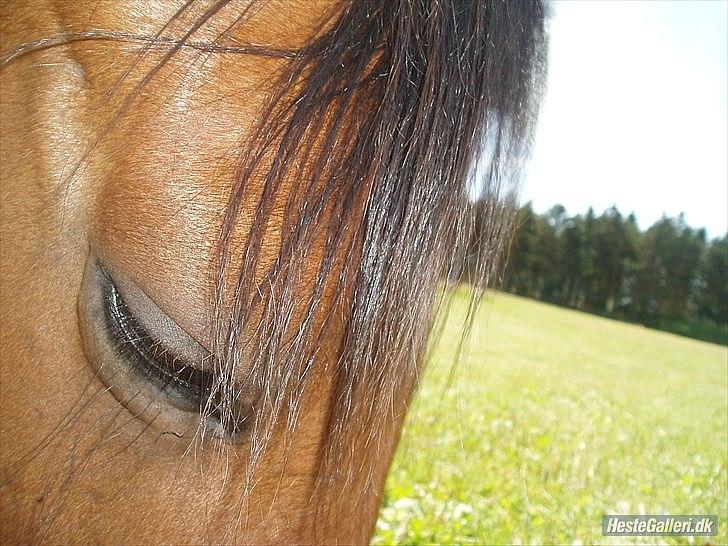Anden særlig race Lucky<3 - Lucky du er min dejlige halvpart<33 elsker dig og vil ønske vi aldrig skal skilles! (: for du betyder bare så meget! (: <33 min dejlige skat! (: <3 billede 14