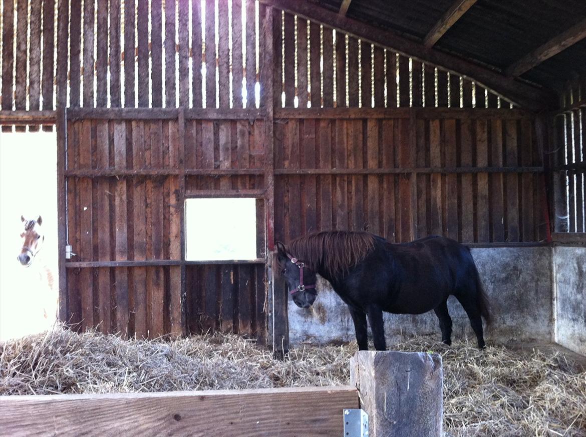 Islænder Mysla billede 3