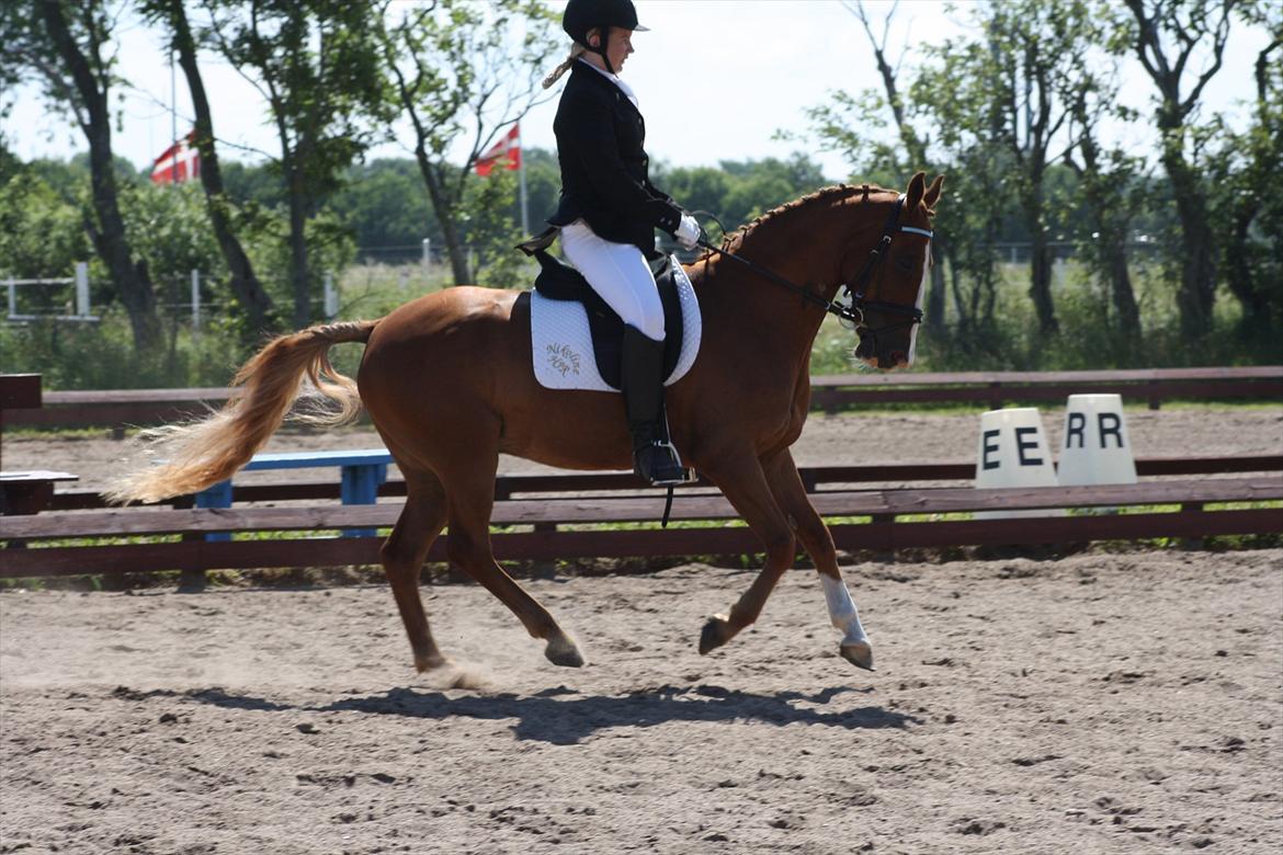 Hollandsk Sportspony Dennis<3 - stævne<33 billede 16