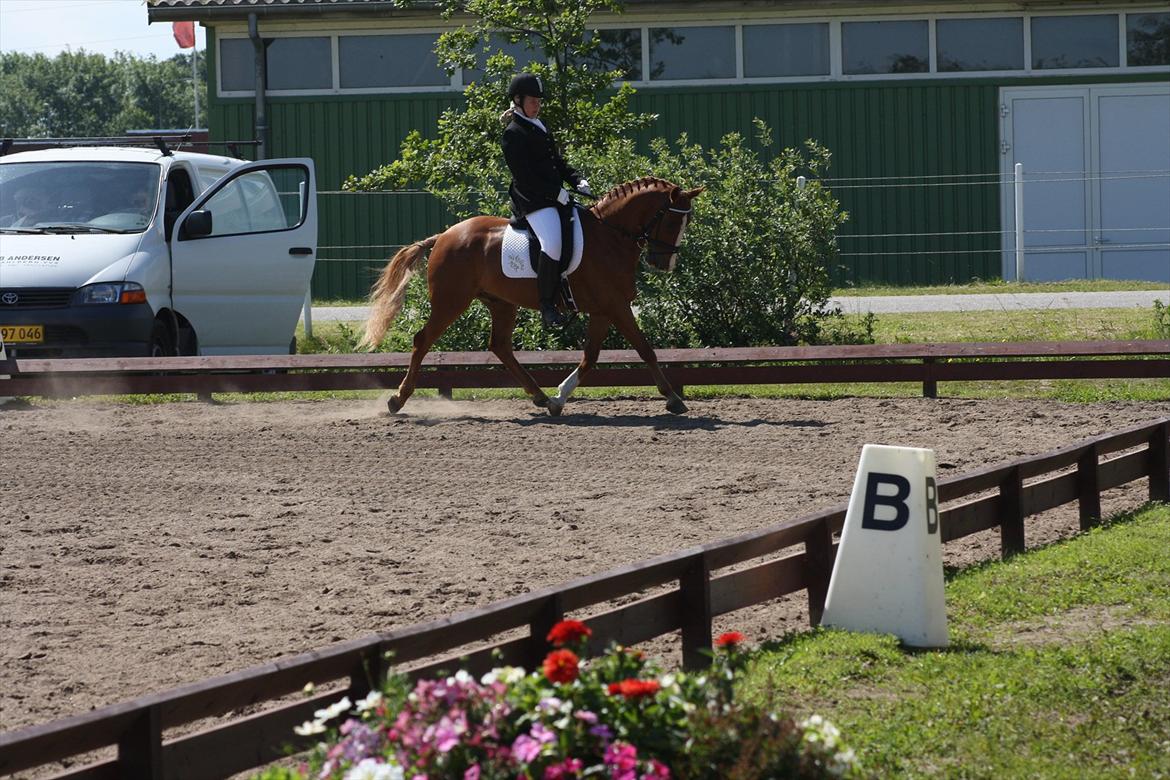 Hollandsk Sportspony Dennis<3 - stævne<33 billede 17