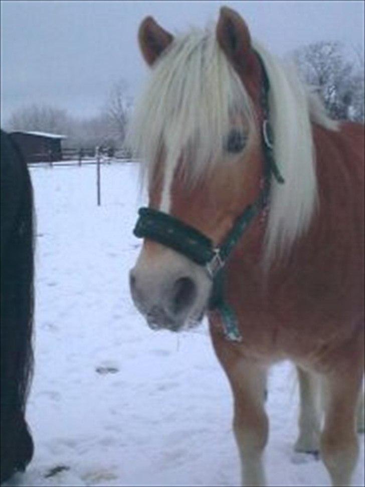 Haflinger Mikado billede 12
