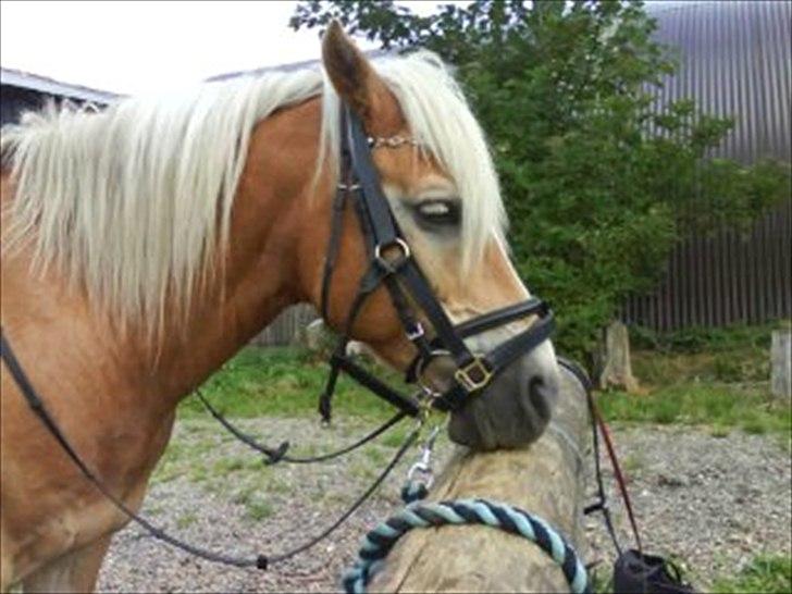 Haflinger Mikado billede 13