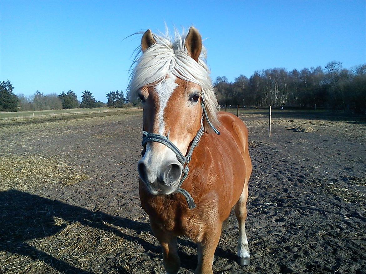Haflinger Mikado billede 3