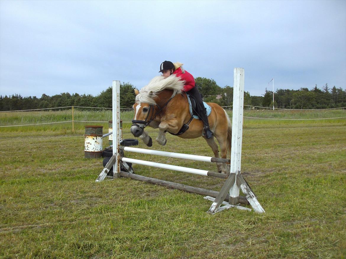 Haflinger Mikado billede 15