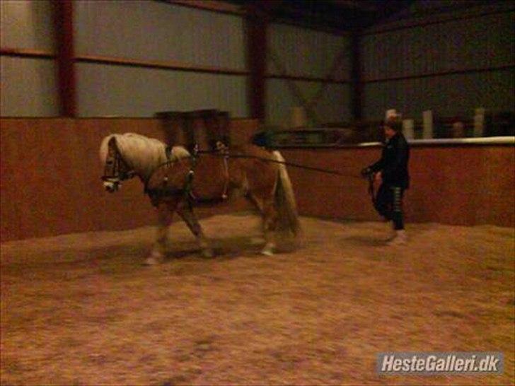 Haflinger Mikado billede 16