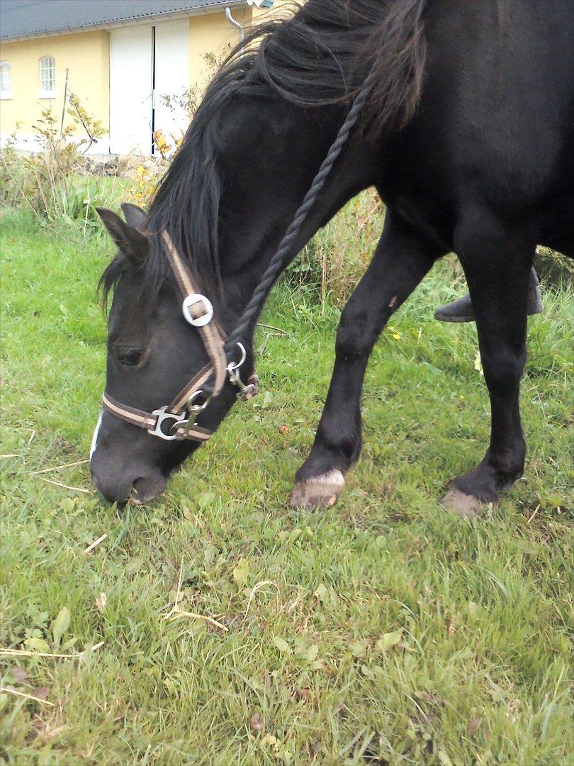 Welsh Mountain (sec A) Rosengårdens Pil<3 - PIL<3 billede 6