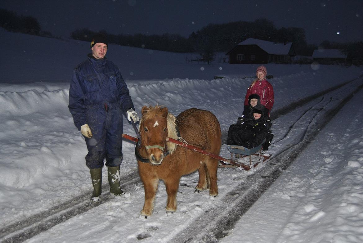 Shetlænder Flicka *Solgt - stjerne Flicka<3 første gang hun trækker kane !:)  billede 6