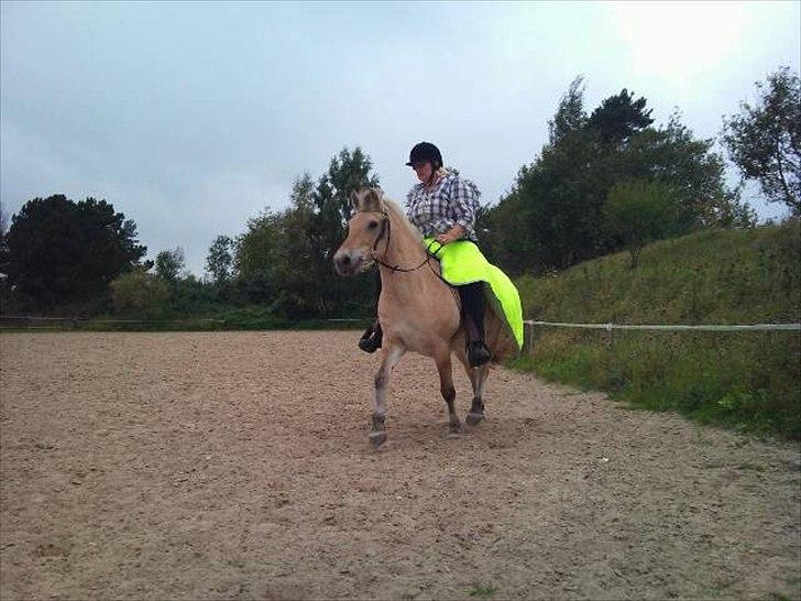 Fjordhest mona   [ tidl. hest] billede 15