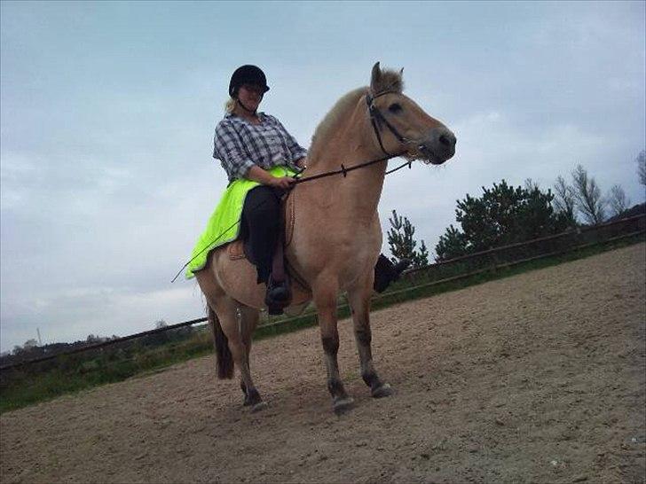 Fjordhest mona   [ tidl. hest] billede 17