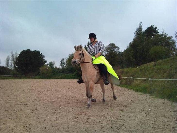 Fjordhest mona   [ tidl. hest] billede 14