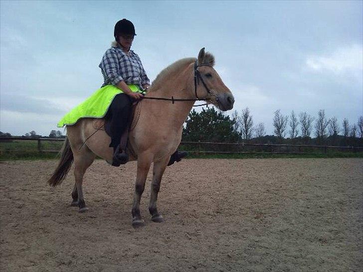 Fjordhest mona   [ tidl. hest] billede 16