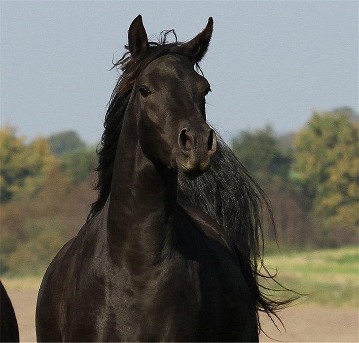 Arabisk fuldblod (OX) A'Sweet Surprize - Oktober 2011- 2½år gammel;o) billede 4