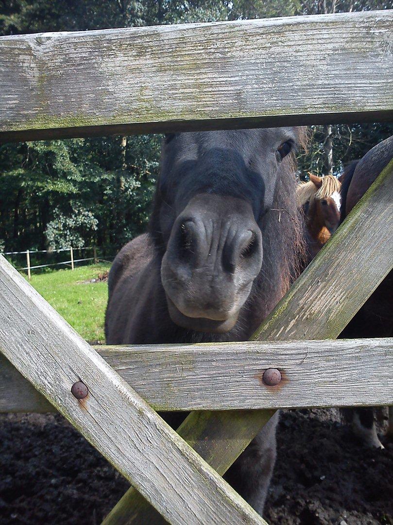 Shetlænder Fiffi - Fiffi har en tendens til at stikke mulen ud ved hegnet <3 billede 7