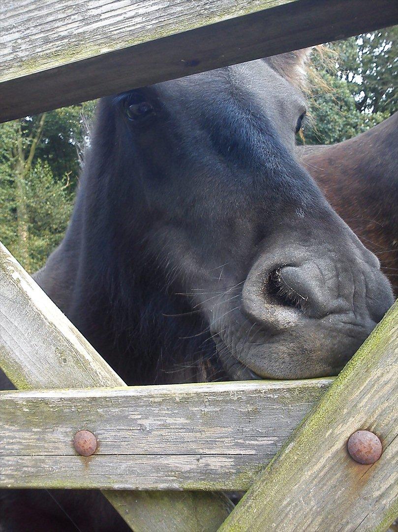 Shetlænder Fiffi - hun er et rigtigt nusse hoved  <3 billede 8