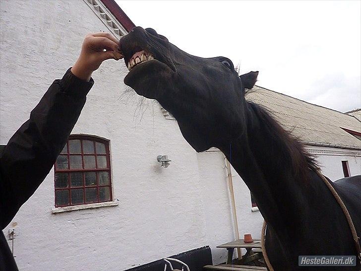 Traver Top Gun billede 20