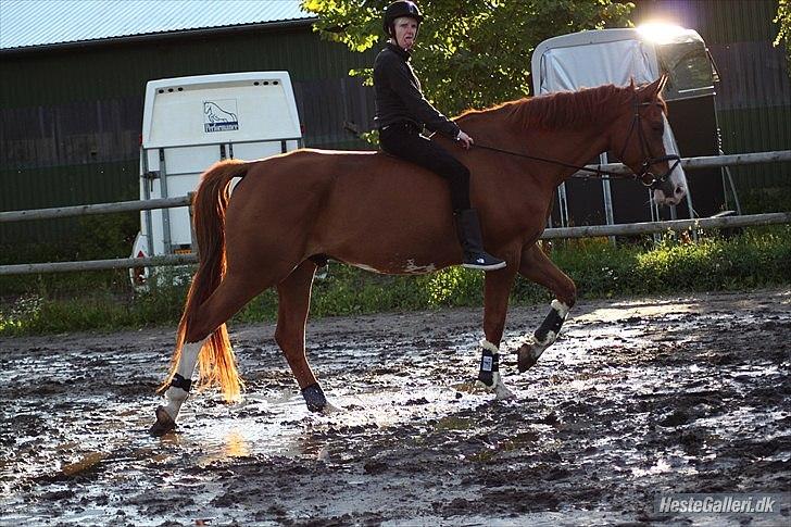 Palomino Crown´s Fernando - R.I.P. billede 12