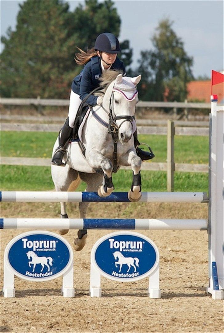 Welsh Partbred (Sec F) Myrebjergets Skywalker | A - MB på den skønne billede 14