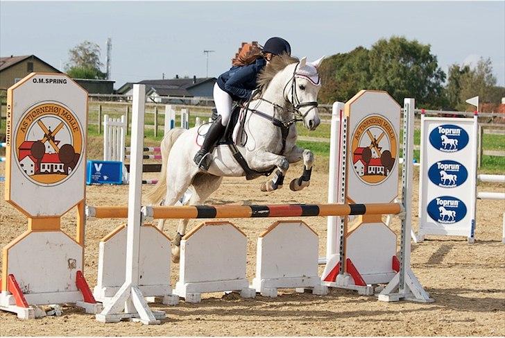 Welsh Partbred (Sec F) Myrebjergets Skywalker | A - MB med 0 fejl September 2011 billede 15