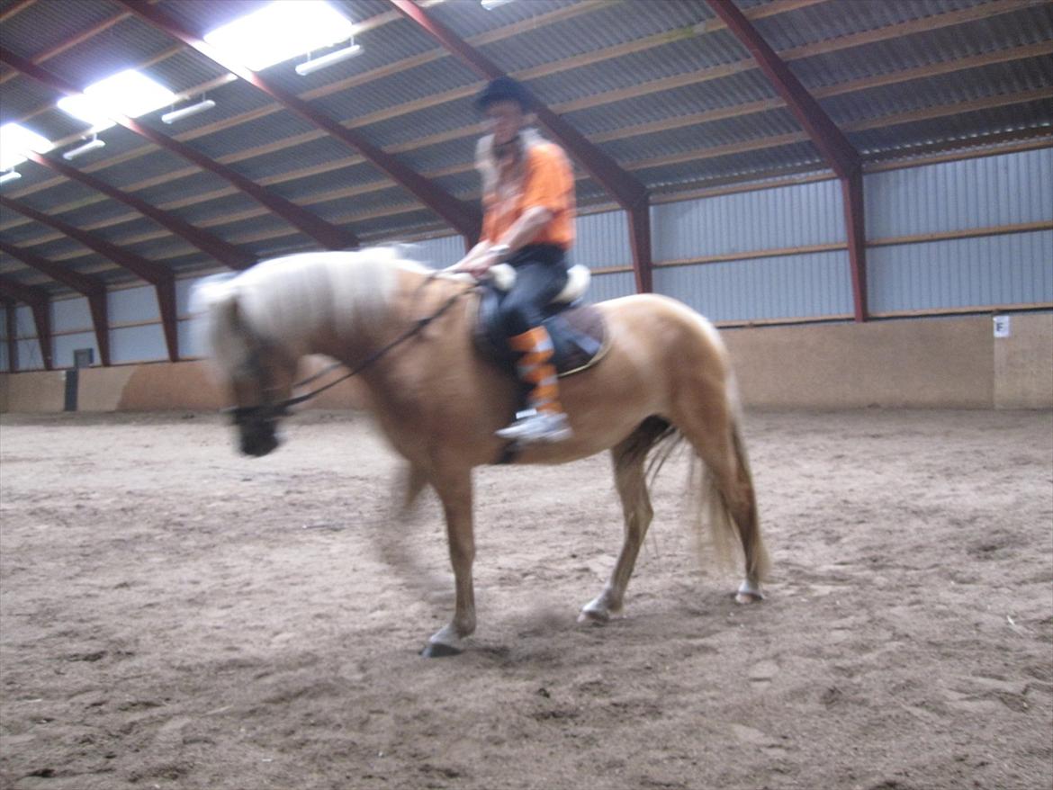 Tyroler Haflinger Suesette  SOLGT ! pr 14-8-2014 billede 3