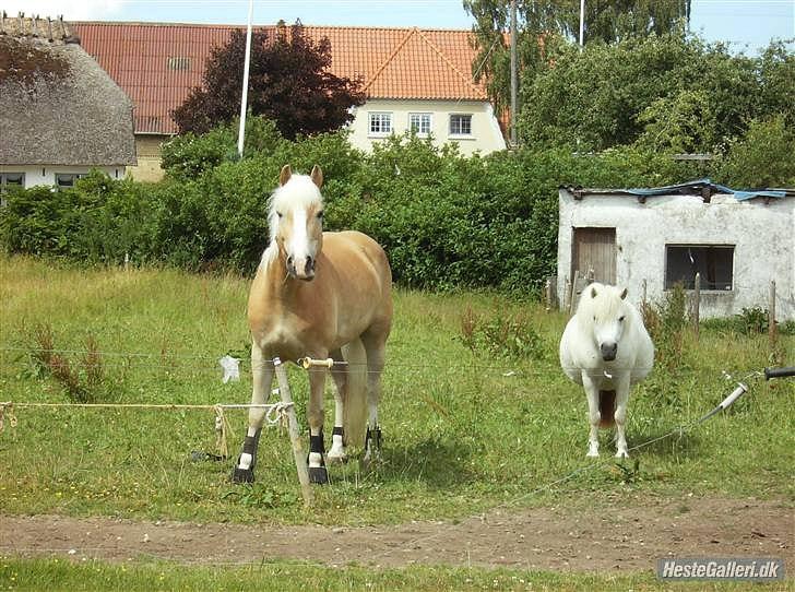 Haflinger Stakato billede 7