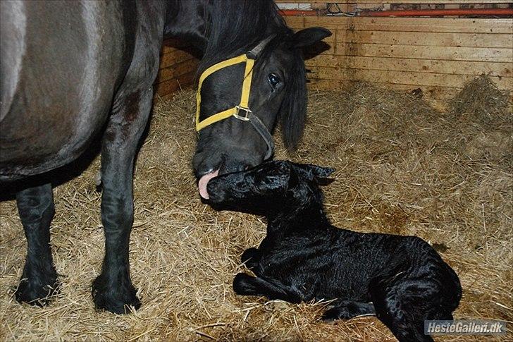 Frieser Horst fan de Harr - Da Horst kom til verden d. 28 maj 2010 billede 20