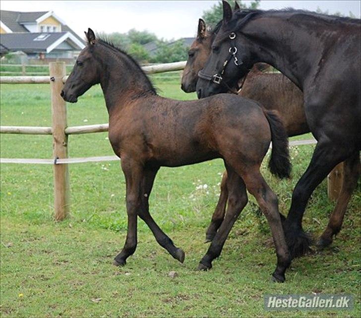 Frieser Horst fan de Harr - Så fin han er.... billede 19