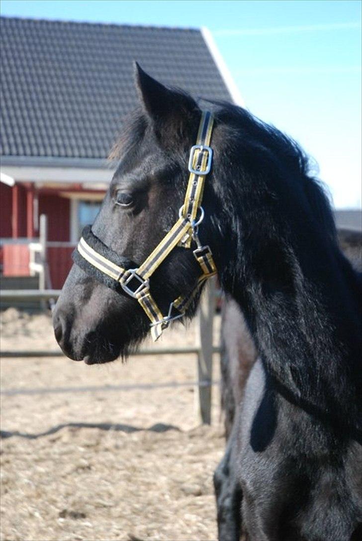 Frieser Horst fan de Harr - Min lille dreng :-D billede 18