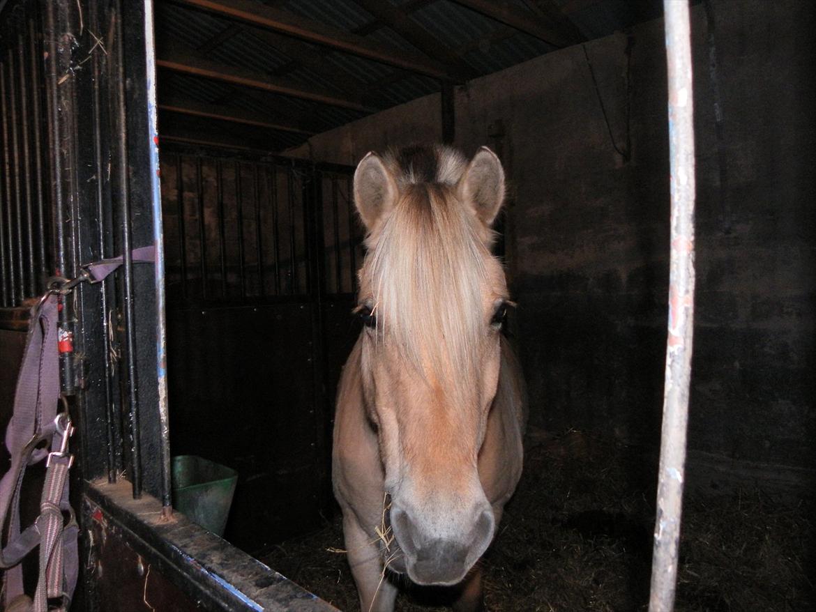 Fjordhest Polly R.I.P 2. Feb 2018 - Polly i sin nye boks:) billede 18