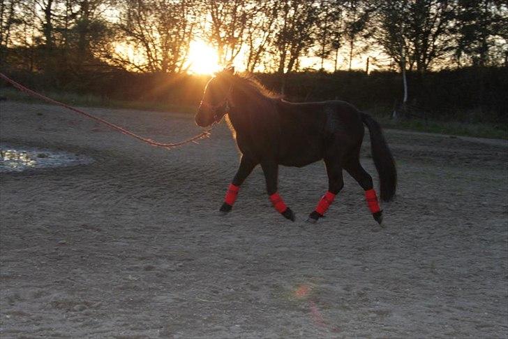 Falabella Kildegaardens Carmen billede 2