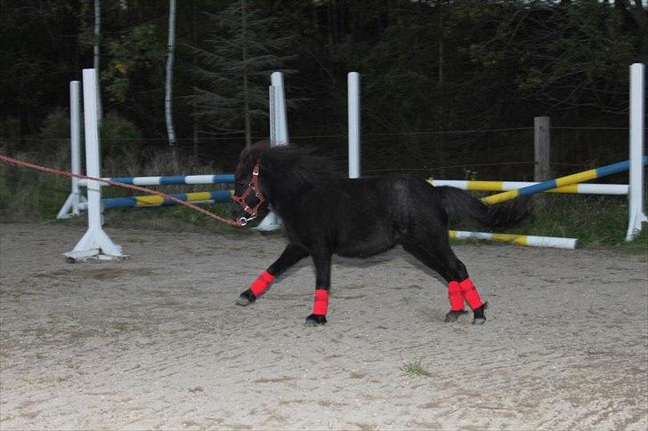 Falabella Kildegaardens Carmen billede 5