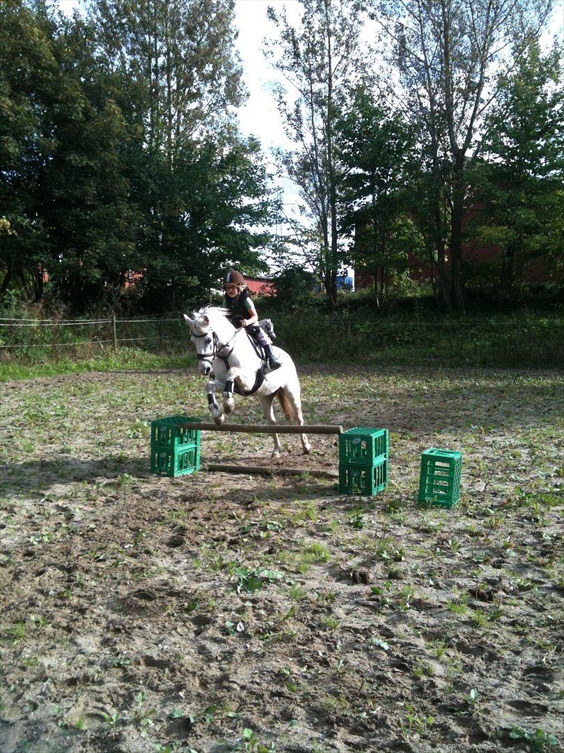 Anden særlig race Freja(SMUKKE) billede 12