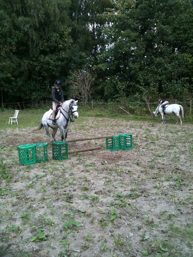 Welsh Pony af Cob-type (sec C) Sondergaardens Freja billede 10