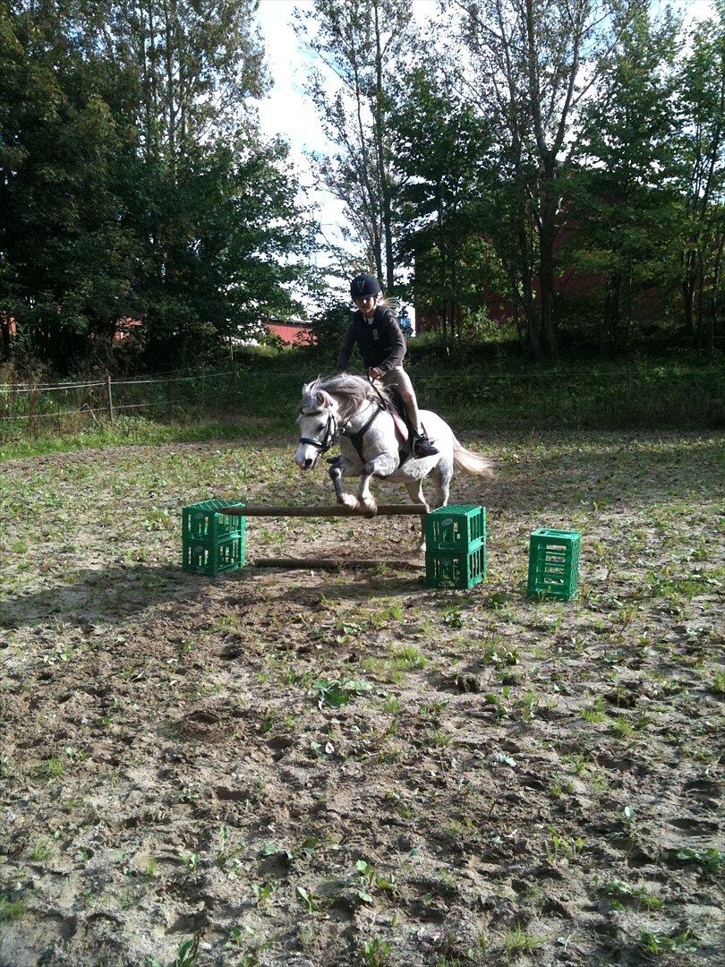 Welsh Pony af Cob-type (sec C) Sondergaardens Freja billede 12