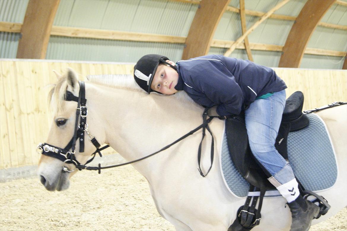 Fjordhest Mille <3 billede 14